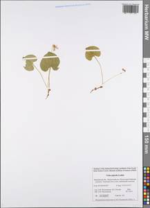 Фиалка лысая Ledeb., Восточная Европа, Северный район (E1) (Россия)