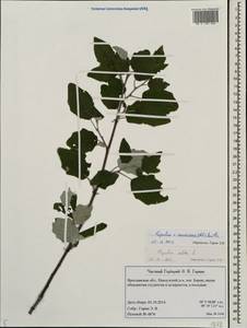 Populus × canescens (Aiton) Sm., Восточная Европа, Центральный лесной район (E5) (Россия)