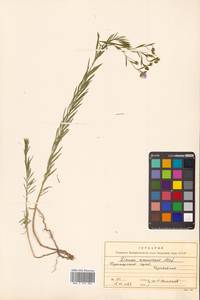 Лен амурский Alef., Сибирь, Дальний Восток (S6) (Россия)