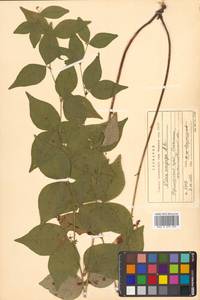 Горошек однопарный A.Braun, Сибирь, Дальний Восток (S6) (Россия)