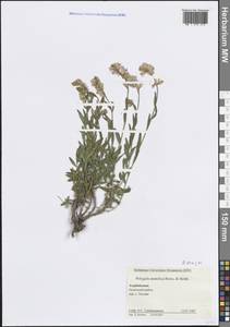 Истод большой Jacq., Кавказ, Азербайджан (K6) (Азербайджан)