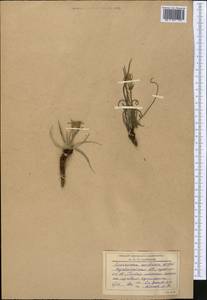 Takhtajaniantha austriaca (Willd.) Zaika, Sukhor. & N.Kilian, Средняя Азия и Казахстан, Северный и Центральный Казахстан (M10) (Казахстан)