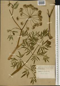 Вех ядовитый, Цикута L., Восточная Европа, Западный район (E3) (Россия)