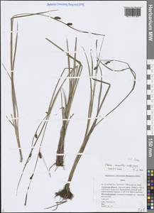 Осока рыхлая Wahlenb., Сибирь, Дальний Восток (S6) (Россия)