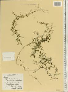 Подмаренник трехраздельный L., Восточная Европа, Средневолжский район (E8) (Россия)