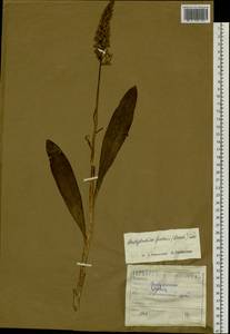 Dactylorhiza maculata subsp. fuchsii (Druce) Hyl., Сибирь, Алтай и Саяны (S2) (Россия)