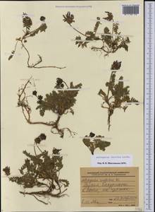 Астрагал неопределенный Ledeb., Кавказ, Грузия (K4) (Грузия)