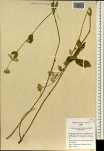 Astrantia maxima subsp. haradjianii (Grintz.) Rech. fil., Зарубежная Азия (ASIA) (Турция)