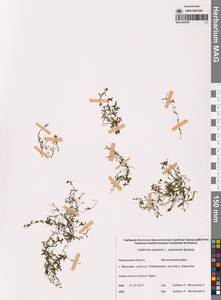 Болотник обыкновенный L., Сибирь, Чукотка и Камчатка (S7) (Россия)