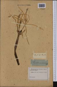 Hymenocallis caribaea (L.) Herb., Америка (AMER) (Неизвестно)