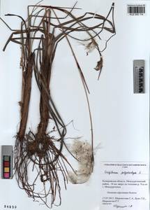 KUZ 002 114, Eriophorum angustifolium subsp. angustifolium, Сибирь, Алтай и Саяны (S2) (Россия)