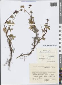 Сабельник болотный L., Сибирь, Чукотка и Камчатка (S7) (Россия)