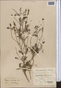 Astragalus melanostachys Benth. ex Bunge, Средняя Азия и Казахстан, Памир и Памиро-Алай (M2) (Таджикистан)