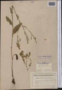 Symphyotrichum oolentangiense (Riddell) G. L. Nesom, Америка (AMER) (США)