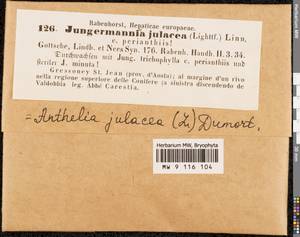 Anthelia julacea (L.) Dumort., Гербарий мохообразных, Мхи - Западная Европа (BEu) (Италия)