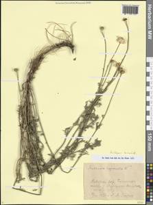Cota triumfettii (L.) Gay, Кавказ, Азербайджан (K6) (Азербайджан)