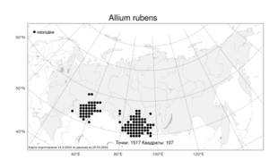 Allium rubens, Лук красноватый Spreng., Атлас флоры России (FLORUS) (Россия)