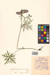 Aconitum karafutense subsp. karafutense, Сибирь, Дальний Восток (S6) (Россия)