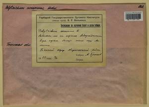 Polytrichum commune Hedw., Гербарий мохообразных, Мхи - Западная Сибирь (включая Алтай) (B15) (Россия)