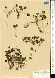 Щитолистник ветвецветковый Maxim., Кавказ, Абхазия (K4a) (Абхазия)