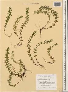 Cruciata verna subsp. verna, Кавказ, Северная Осетия, Ингушетия и Чечня (K1c) (Россия)