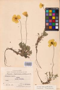 Oreomecon lapponica subsp. lapponica, Восточная Европа, Северный район (E1) (Россия)