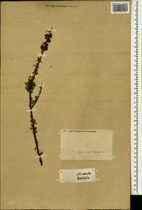 Cotoneaster buxifolius Lindl., Зарубежная Азия (ASIA) (Неизвестно)