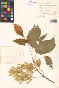 Клен ясенелистный, Клен американский L., Восточная Европа, Московская область и Москва (E4a) (Россия)