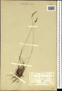 Koeleria nitidula Velen., Кавказ, Дагестан (K2) (Россия)