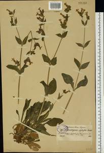 Silene dioica subsp. dioica, Восточная Европа, Северо-Западный район (E2) (Россия)