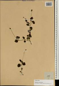 Spilanthes acmella (L.) Murray, Зарубежная Азия (ASIA) (Малайзия)