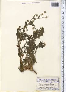 Neobrachyactis roylei (DC.) Brouillet, Средняя Азия и Казахстан, Памир и Памиро-Алай (M2) (Таджикистан)