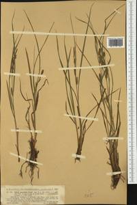 Carex punctata Gaudin, Западная Европа (EUR) (Германия)
