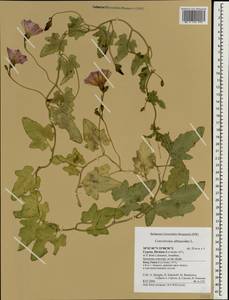 Convolvulus althaeoides L., Зарубежная Азия (ASIA) (Кипр)