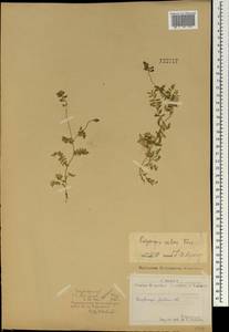 Остролодочник голый DC., Монголия (MONG) (Монголия)