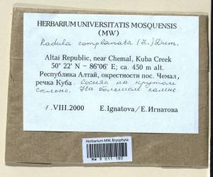 Radula complanata (L.) Dumort., Гербарий мохообразных, Мхи - Западная Сибирь (включая Алтай) (B15) (Россия)