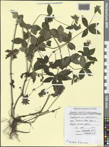 Ясменник туринский L., Кавказ, Черноморское побережье (от Новороссийска до Адлера) (K3) (Россия)