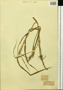 Вейник, Сибирь, Чукотка и Камчатка (S7) (Россия)