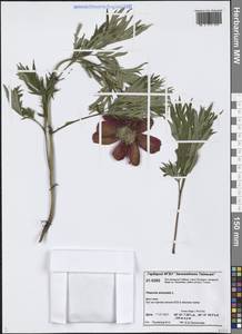 Пион уклоняющийся, Марьин корень L., Сибирь, Центральная Сибирь (S3) (Россия)