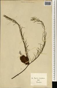 Magnoliopsida, Африка (AFR) (Португалия)