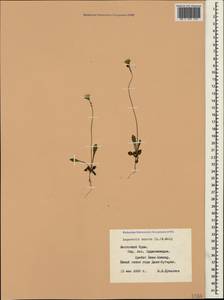 Crepis sancta subsp. sancta, Крым (KRYM) (Россия)