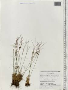 Oreojuncus trifidus (L.) Záv. Drábk. & Kirschner, Восточная Европа, Северный район (E1) (Россия)