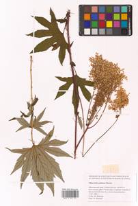 Filipendula digitata (Willd.) Bergmans, Сибирь, Дальний Восток (S6) (Россия)