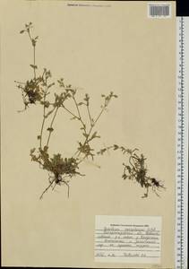 Ясколка костенецевидная, Ясколка дернистая Fr., Восточная Европа, Южно-Украинский район (E12) (Украина)