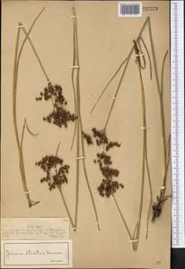 Ситник черный Krock., Средняя Азия и Казахстан, Муюнкумы, Прибалхашье и Бетпак-Дала (M9) (Казахстан)