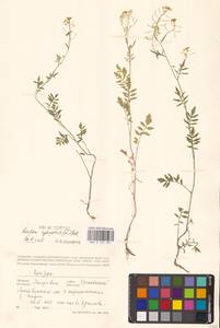 Жерушник лесной (L.) Besser, Восточная Европа, Молдавия (E13a) (Молдавия)