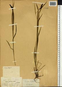 Carex caucasica subsp. caucasica, Сибирь, Алтай и Саяны (S2) (Россия)
