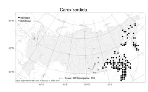 Carex sordida, Осока грязная Van Heurck & Müll.Arg., Атлас флоры России (FLORUS) (Россия)