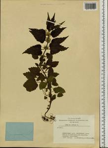 Яснотка белая, Глухая крапива L., Сибирь, Алтай и Саяны (S2) (Россия)