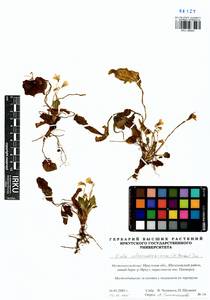 Viola alexandrowiana (W. Becker) Juz., Сибирь, Прибайкалье и Забайкалье (S4) (Россия)